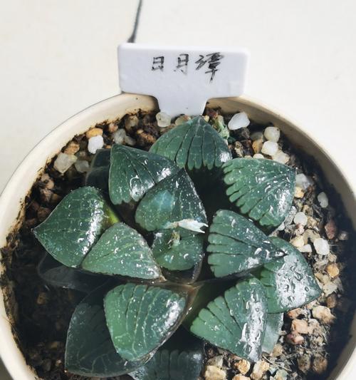 夏季茂盛的植物有哪些？如何选择适合夏季的植物？