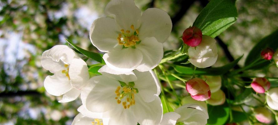 花卉标签锁死是什么情况？如何解决？