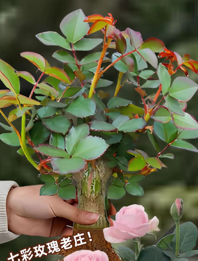 种植的玫瑰花品种有何特殊含义？这种选择通常基于什么考虑？