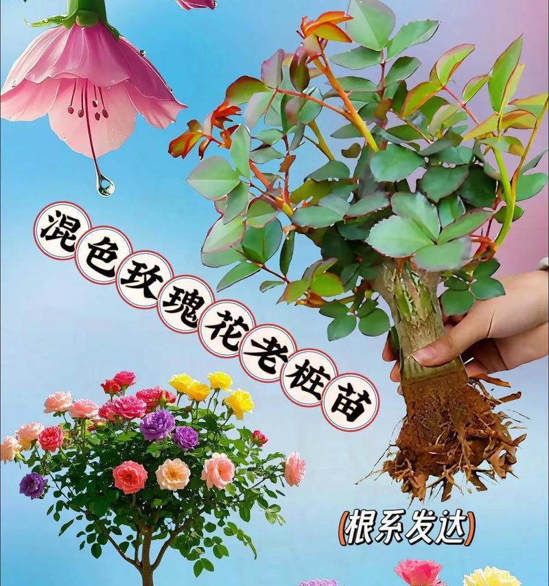 种植的玫瑰花品种有何特殊含义？这种选择通常基于什么考虑？