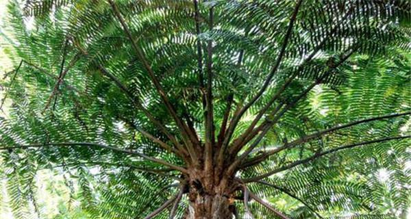 植物桫椤是什么植物？桫椤有哪些独特的特征？