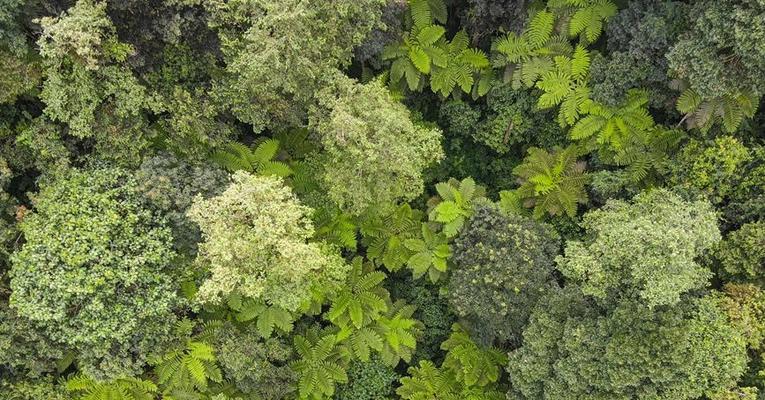 植物桫椤是什么植物？桫椤有哪些独特的特征？