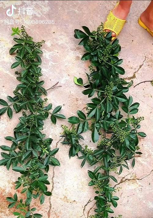 花椒盆栽的种植方法是什么？需要注意哪些问题？