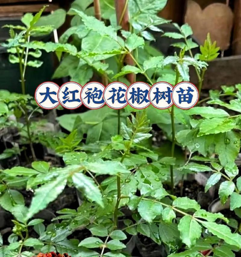 花椒盆栽的种植方法是什么？需要注意哪些问题？