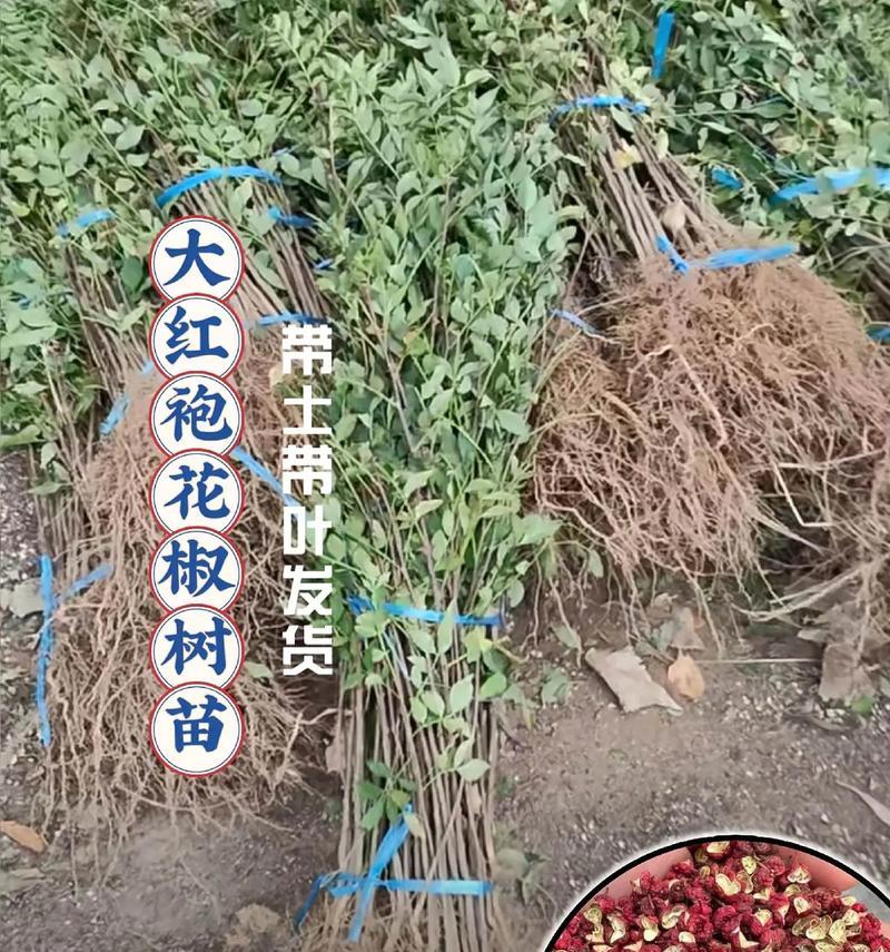 花椒盆栽的种植方法是什么？需要注意哪些问题？