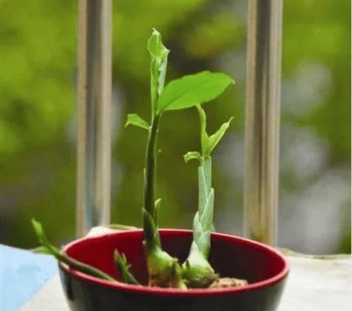 盆栽姜的种植技巧有哪些？如何在家中成功种植？