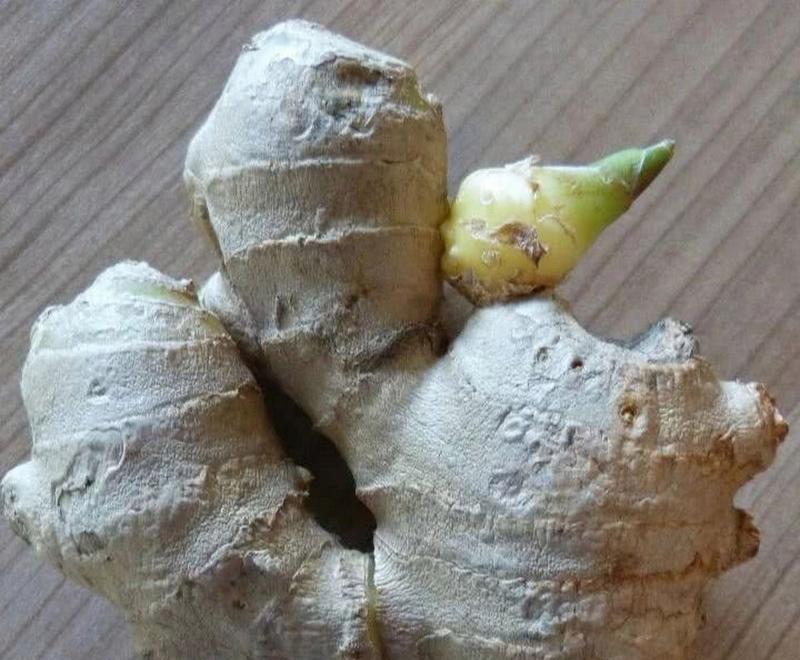 盆栽姜的种植技巧有哪些？如何在家中成功种植？
