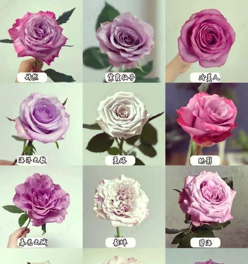 三朵玫瑰的花语是什么？两红一白代表什么含义？