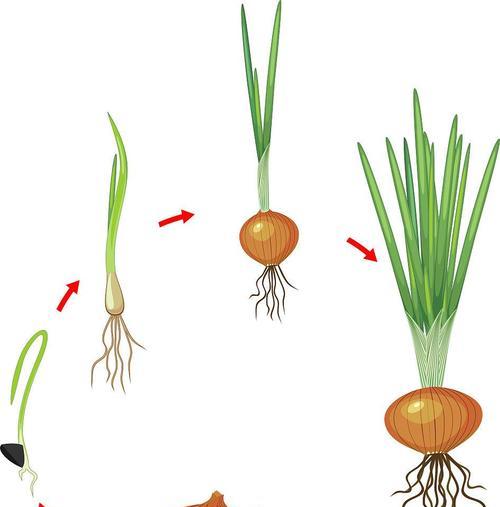 植物的生长过程包括哪些阶段？每个阶段的特点是什么？