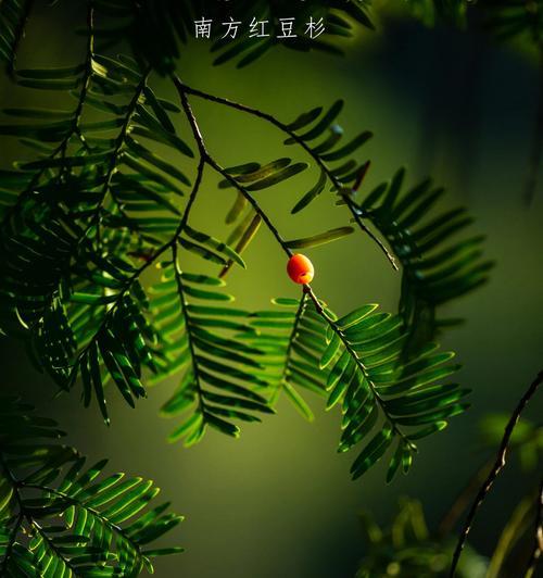 红豆的花语有哪些？红豆在中国文化中象征什么？