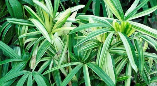 植物性植物包括哪些种类？它们的特点是什么？