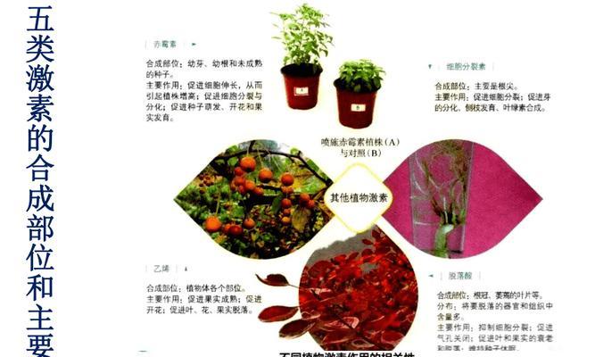 植物性植物包括哪些种类？它们的特点是什么？