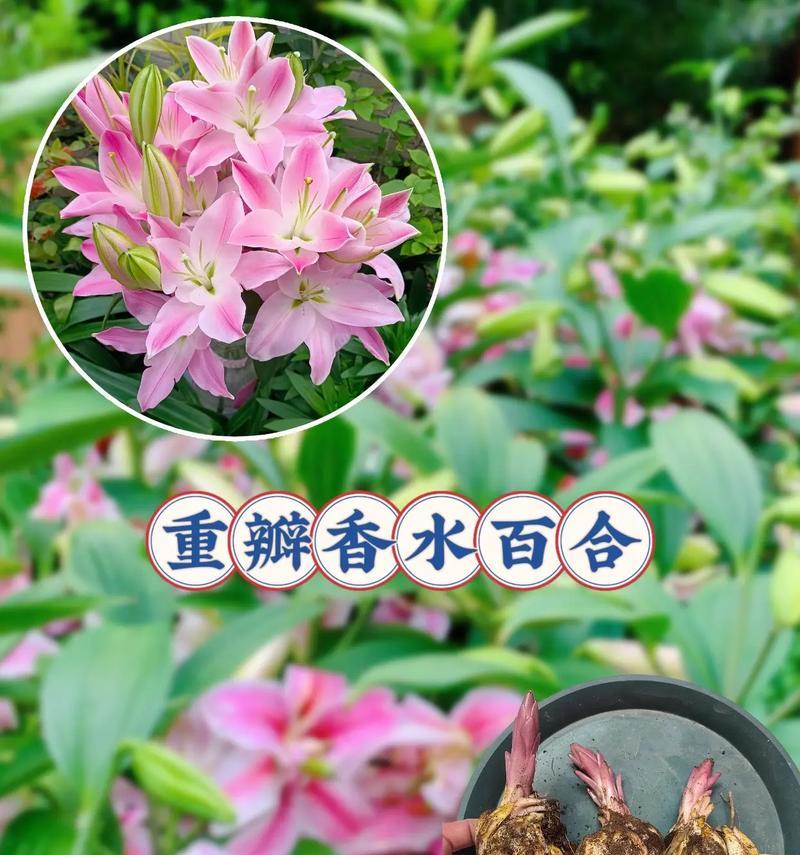 夜百合的花语是什么？夜百合的寓意有哪些？