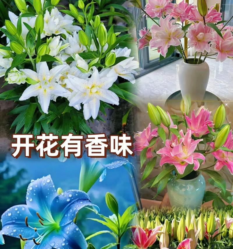 夜百合的花语是什么？夜百合的寓意有哪些？