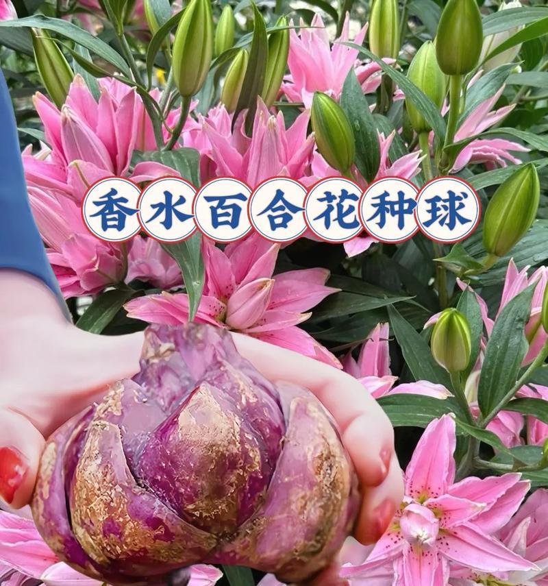 哪些花卉可以用来制作香水？
