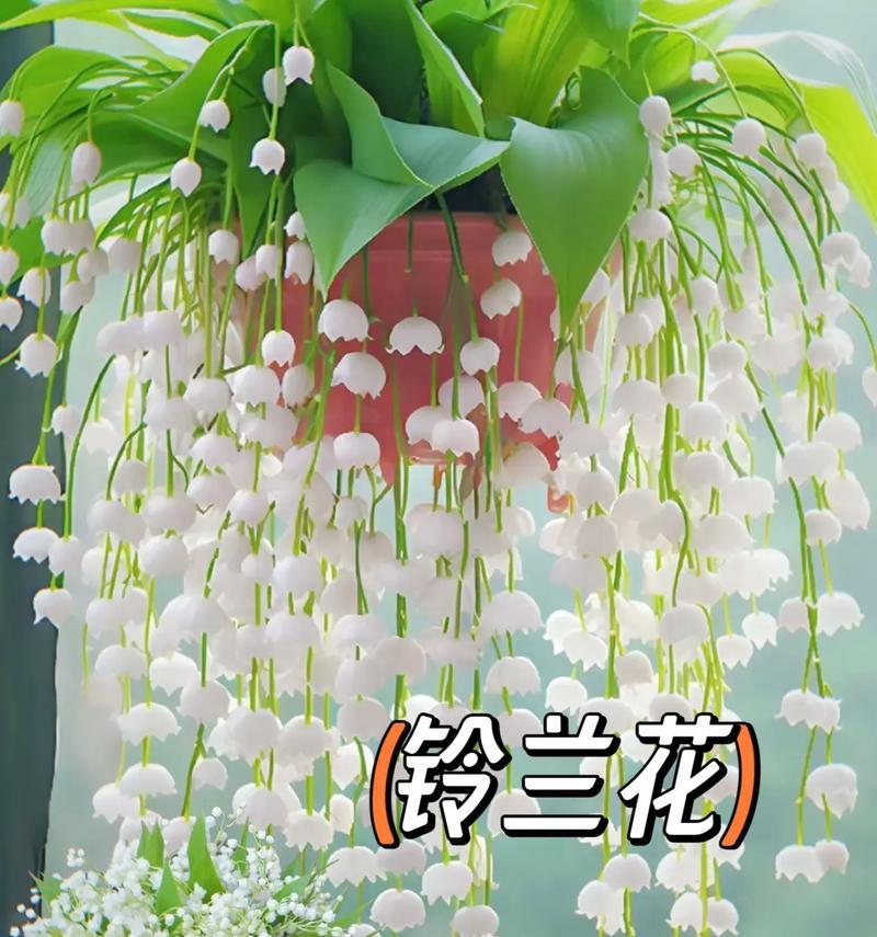 哪些花卉可以用来制作香水？