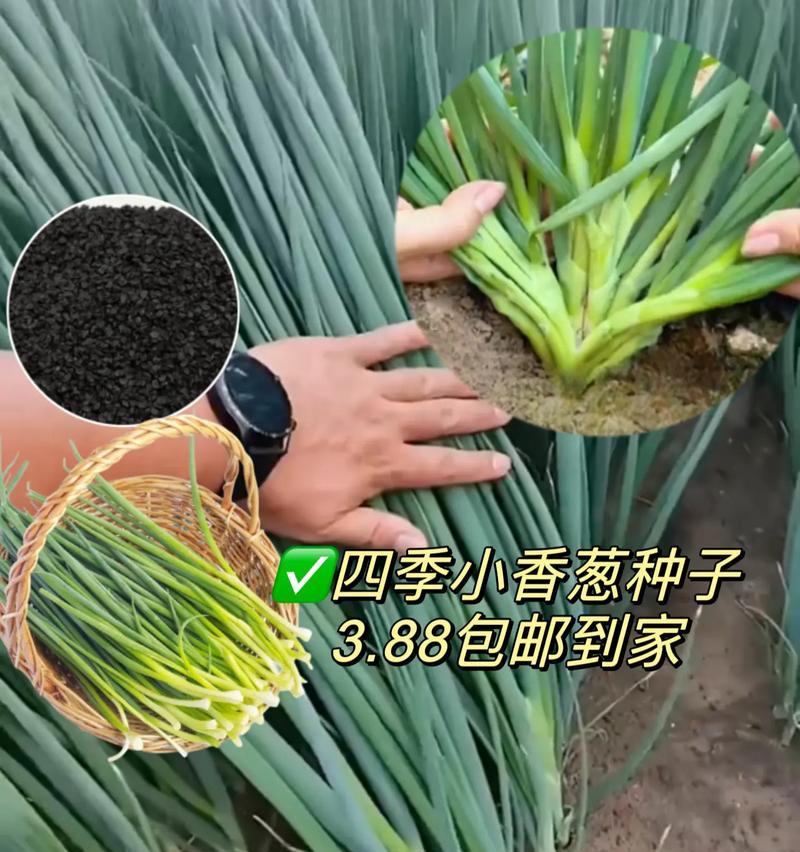 盆栽葱花的寓意和象征是什么？它代表了哪些意义？
