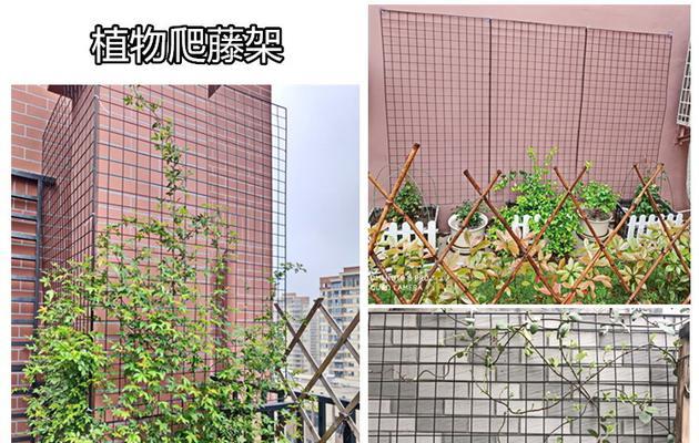 成品植物网片有哪些种类？如何选择合适的植物网片？