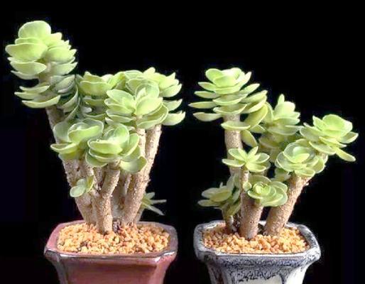 室内木本花卉的养殖要点是什么？
