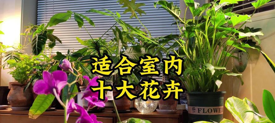 室内木本花卉的养殖要点是什么？