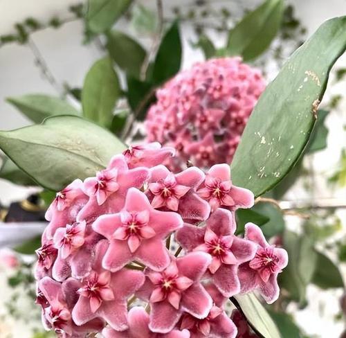 最难养护的花卉是什么花？养护时需要注意什么？
