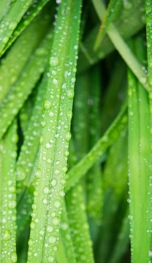 草儿绿植花卉有哪些种类？这些品种的特点是什么？