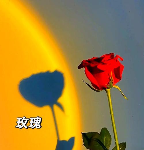 白玫瑰到蓝玫瑰渐变的花语是什么？