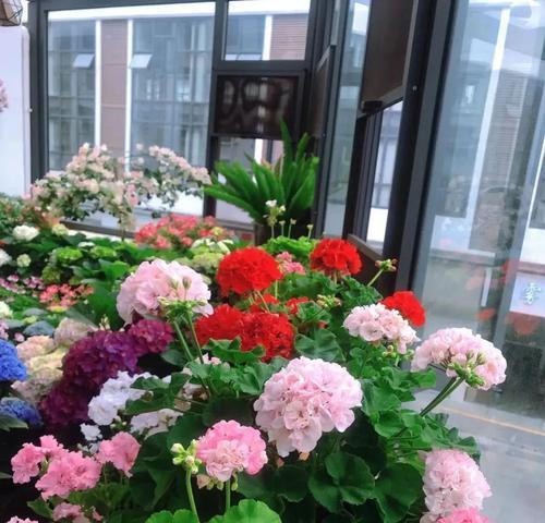 阳台遮阳条件下适合种植哪些植物？它们的养护要点是什么？