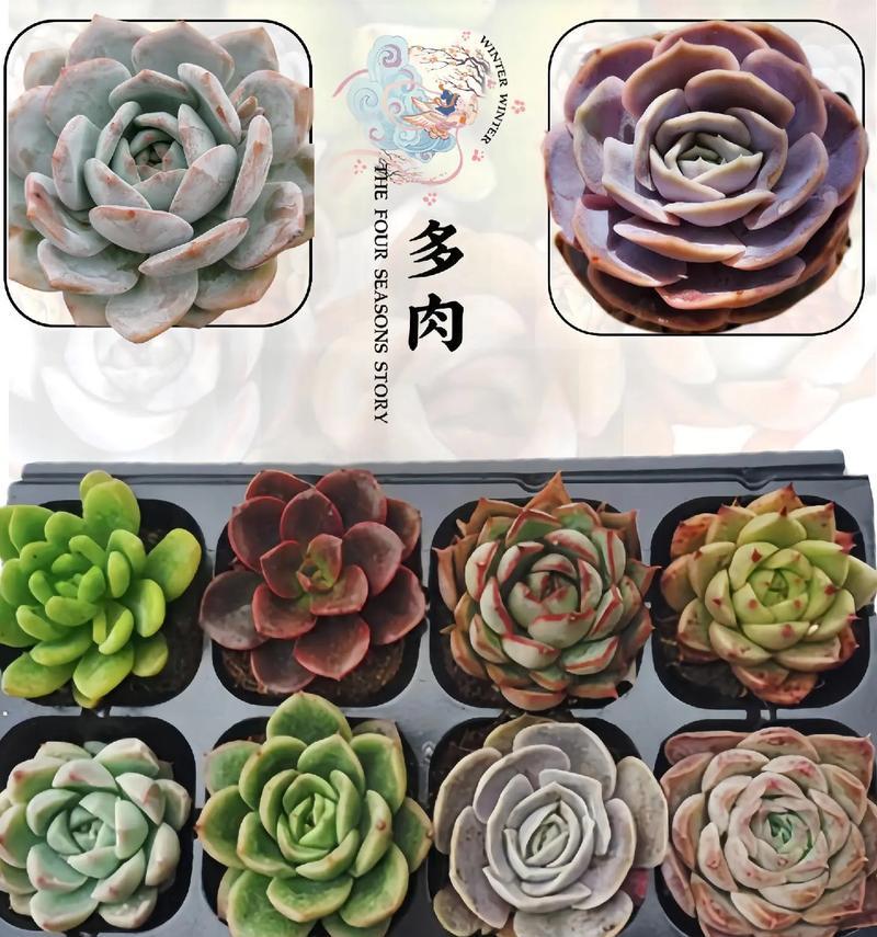 肉肉植物有哪些益处？