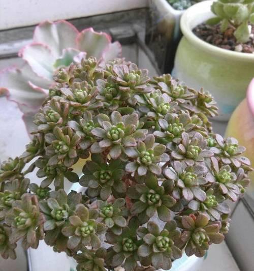 肉肉植物有哪些益处？