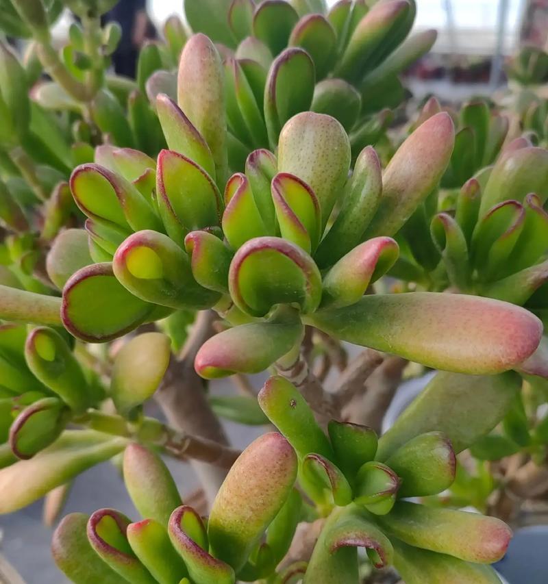 肉肉植物有哪些益处？