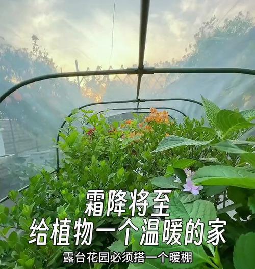 过冬植物小暖棚的养护方法是什么？