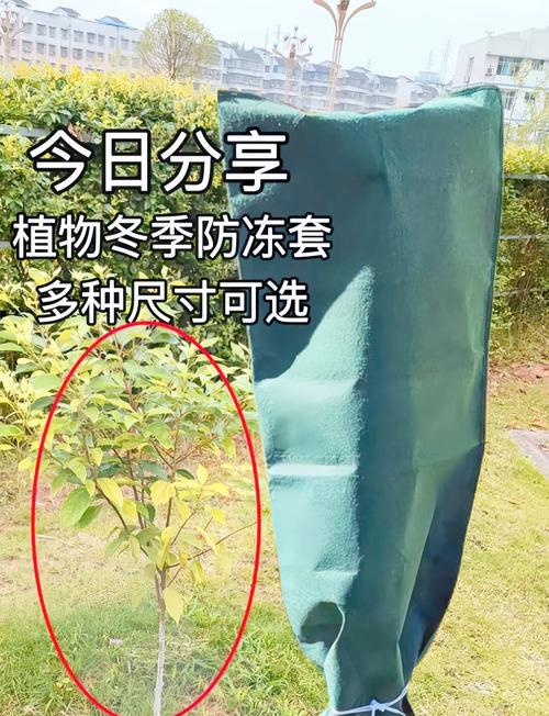 过冬植物小暖棚的养护方法是什么？