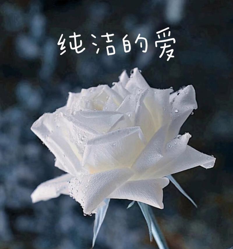 表达纯洁爱意的花语有哪些？