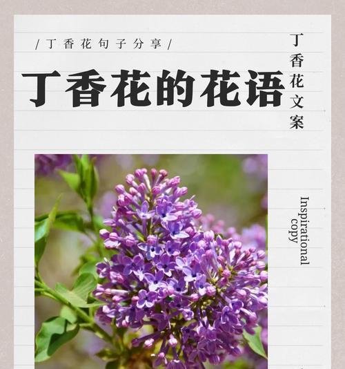 表达纯洁爱意的花语有哪些？
