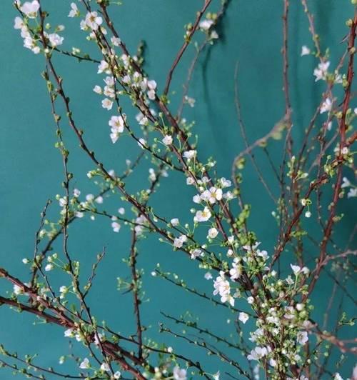雪柳与飞燕搭配的花语是什么？它们共同表达什么？