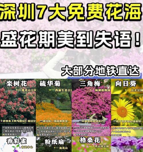 令人震撼的花语有哪些？它们各自代表了什么？