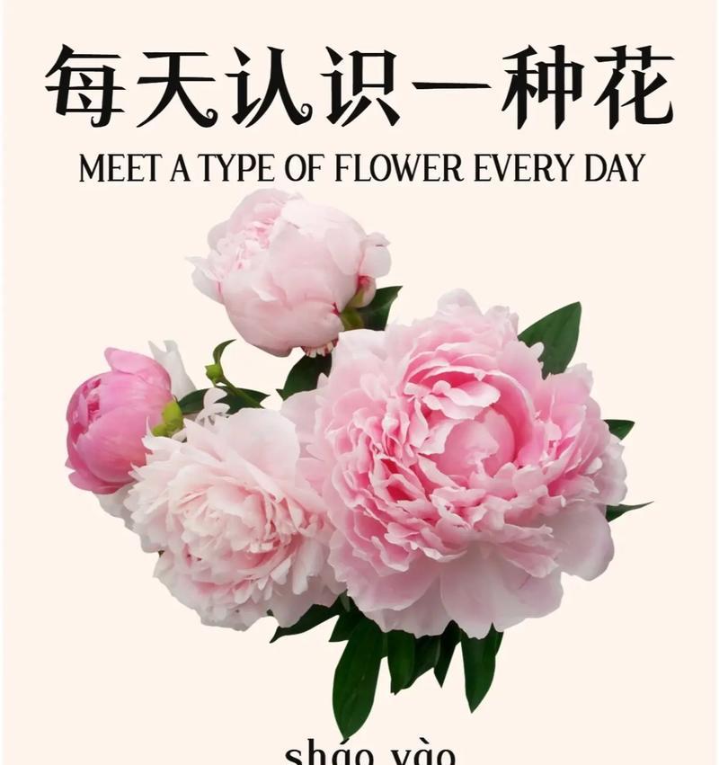 芍药花束传递了哪些情感？