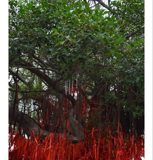榕树花花语什么意思？榕树在花语中象征着什么？