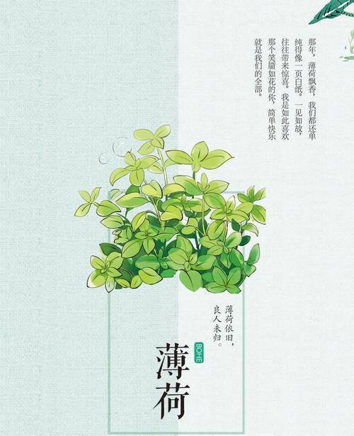 “我会回来找你”的花语有何深意？