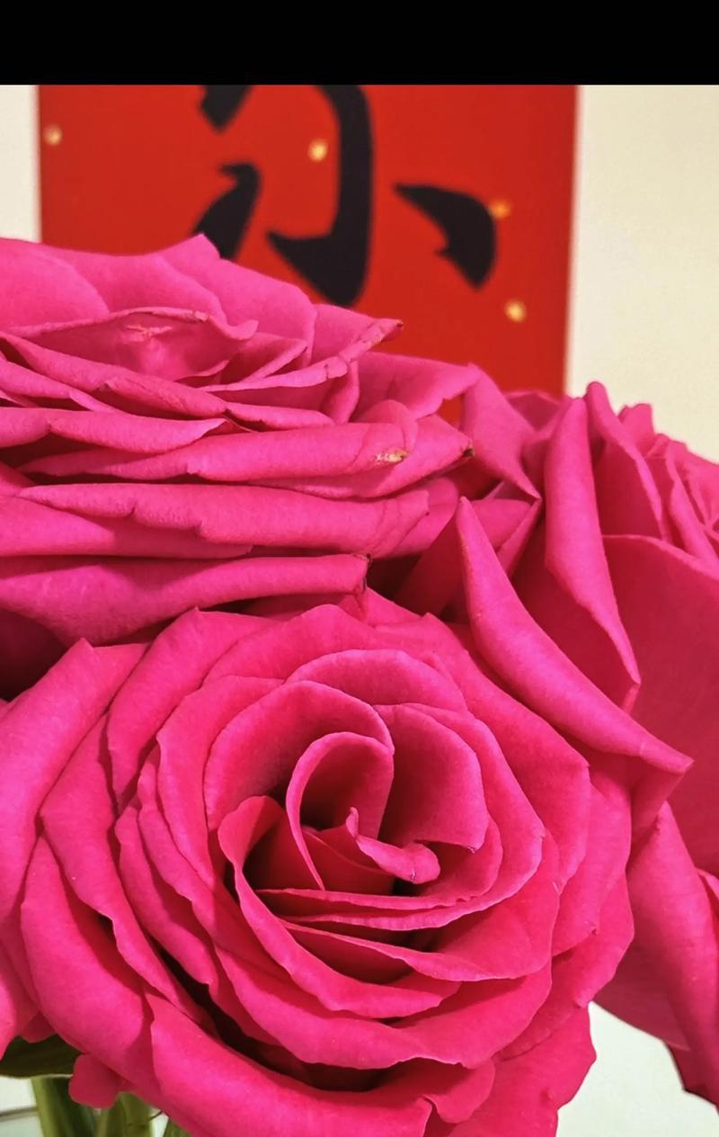 玫瑰花开的寓意和花语是什么？玫瑰花的寓意有哪些？