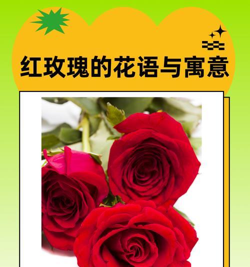 小黄子玫瑰的花语有何特别含义？