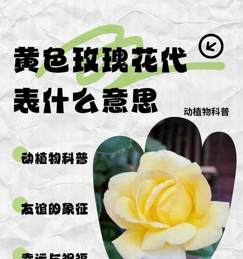 小黄子玫瑰的花语有何特别含义？