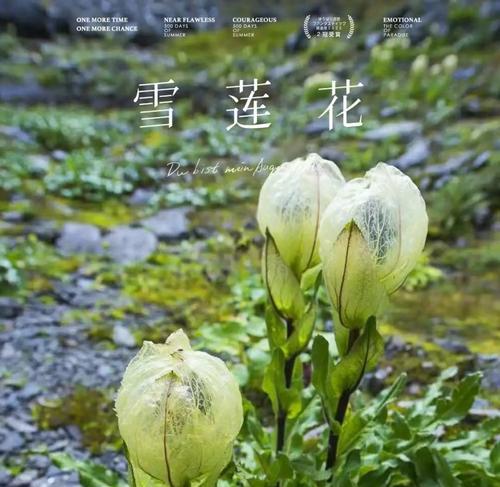 冬雪莲花语寓意着怎样的纯洁？