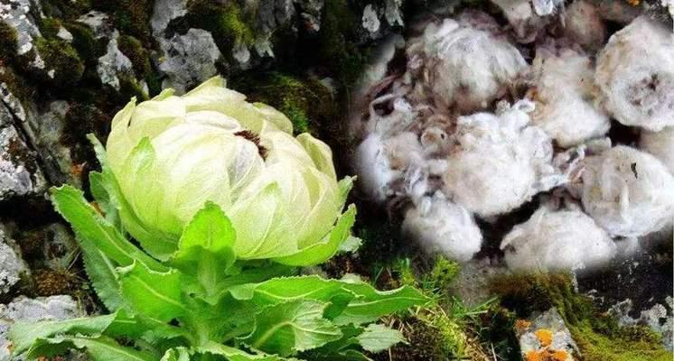 冬雪莲花语寓意着怎样的纯洁？