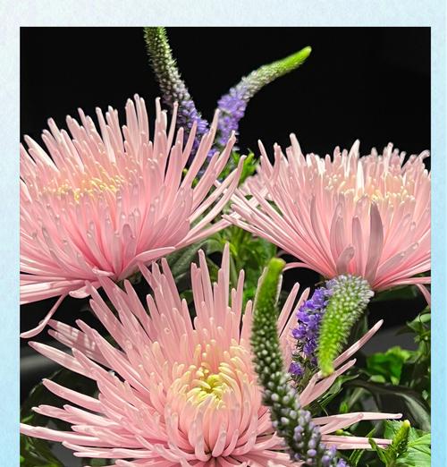 牡丹菊代表什么寓意？花语有哪些含义？