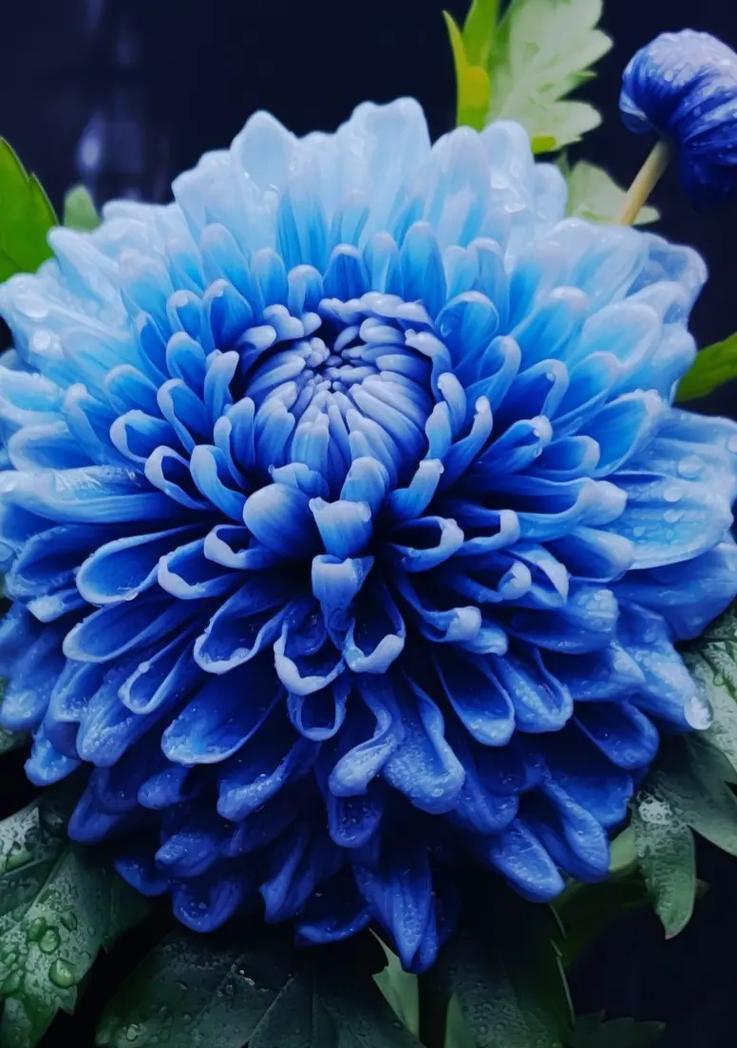 牡丹菊代表什么寓意？花语有哪些含义？
