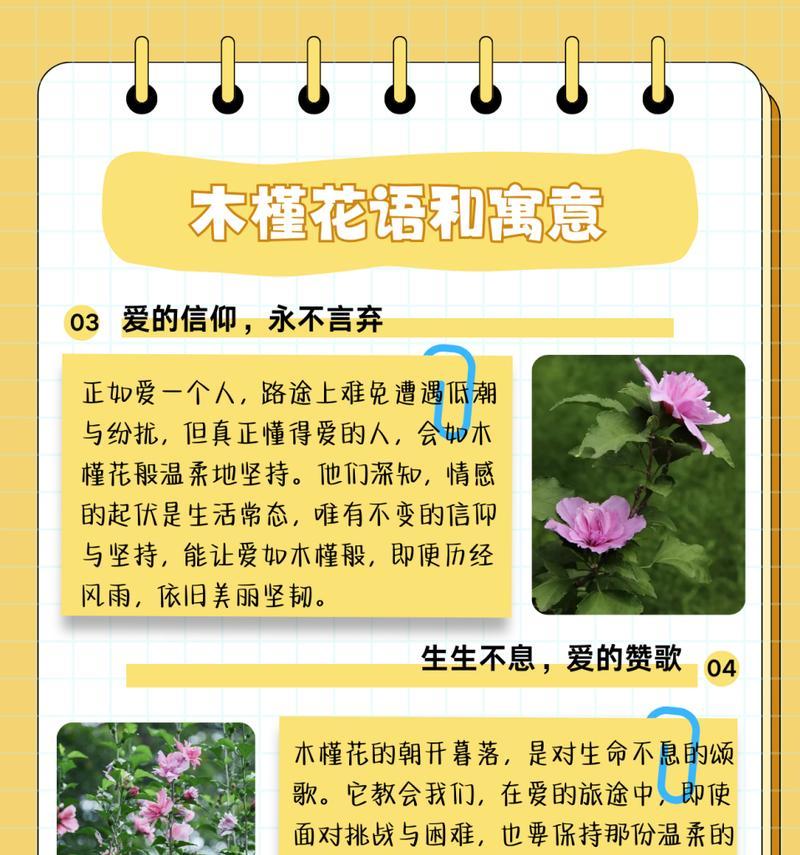 生活中常见的花有哪些颜色？它们各自的花语是什么？