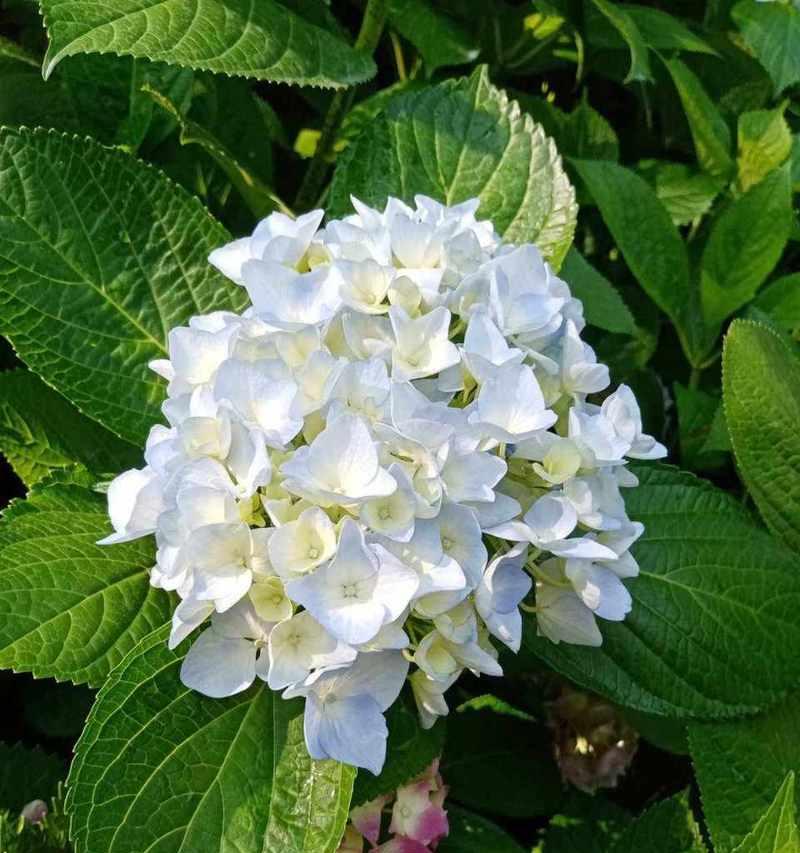 生活中常见的花有哪些颜色？它们各自的花语是什么？
