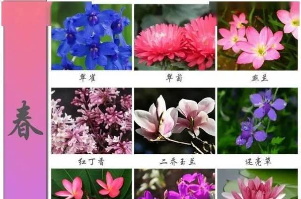 生活中常见的花有哪些颜色？它们各自的花语是什么？